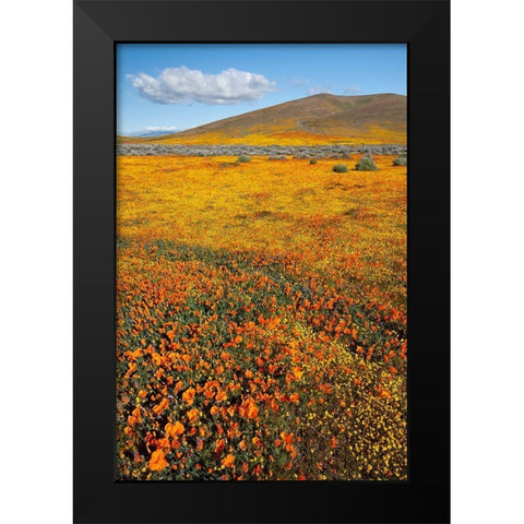 California Fields of California Poppy-Goldfields with clouds-Antelope Valley Black Modern Wood Framed Art Print by Zimmerman, Judith