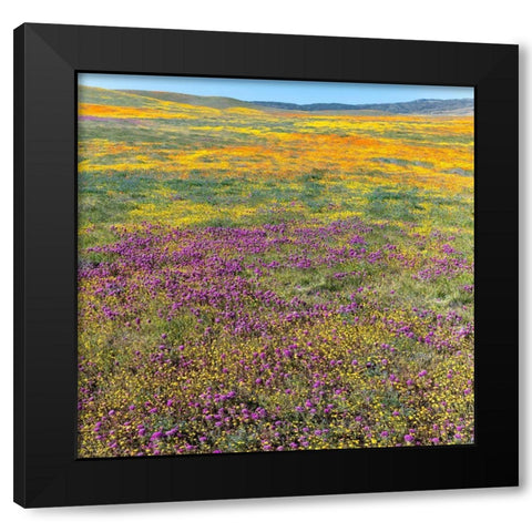 California Fields of California Poppy-Goldfields-Owls Clover-Antelope Valley Black Modern Wood Framed Art Print by Zimmerman, Judith
