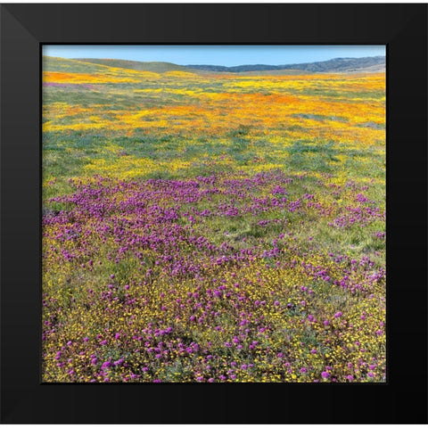 California Fields of California Poppy-Goldfields-Owls Clover-Antelope Valley Black Modern Wood Framed Art Print by Zimmerman, Judith