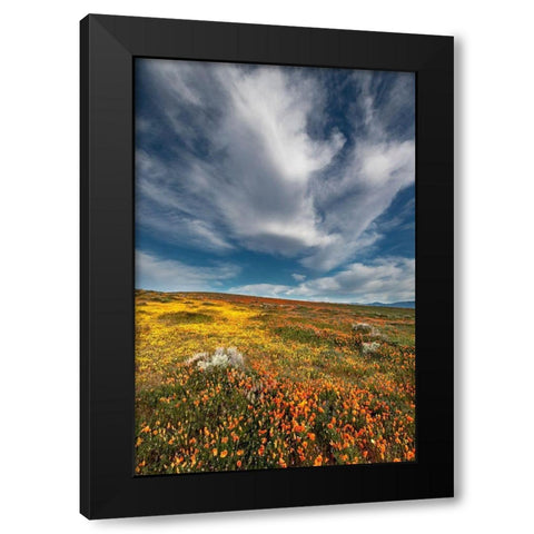 California Fields of California Poppy-Goldfields with clouds-Antelope Valley Black Modern Wood Framed Art Print with Double Matting by Zimmerman, Judith