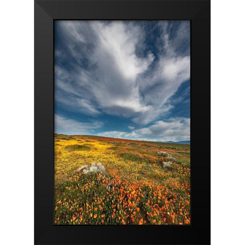 California Fields of California Poppy-Goldfields with clouds-Antelope Valley Black Modern Wood Framed Art Print by Zimmerman, Judith