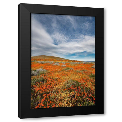California Fields of California Poppy-Goldfields with clouds-Antelope Valley Black Modern Wood Framed Art Print with Double Matting by Zimmerman, Judith