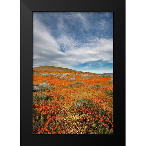 California Fields of California Poppy-Goldfields with clouds-Antelope Valley Black Modern Wood Framed Art Print by Zimmerman, Judith