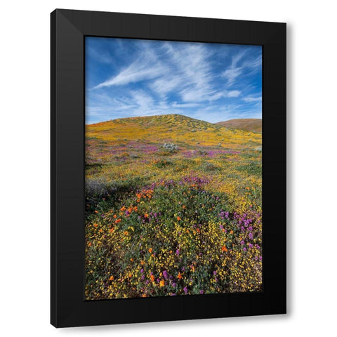 California Fields of California Poppy-Goldfields-Owls Clover with clouds-Antelope Valley Black Modern Wood Framed Art Print by Zimmerman, Judith