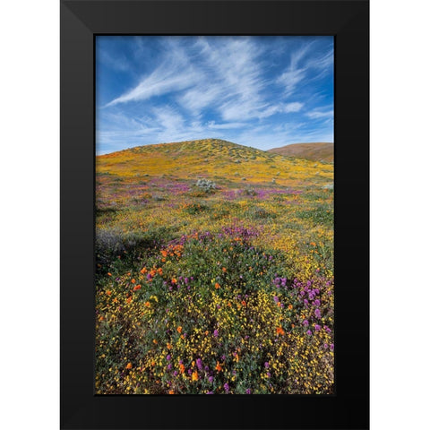 California Fields of California Poppy-Goldfields-Owls Clover with clouds-Antelope Valley Black Modern Wood Framed Art Print by Zimmerman, Judith