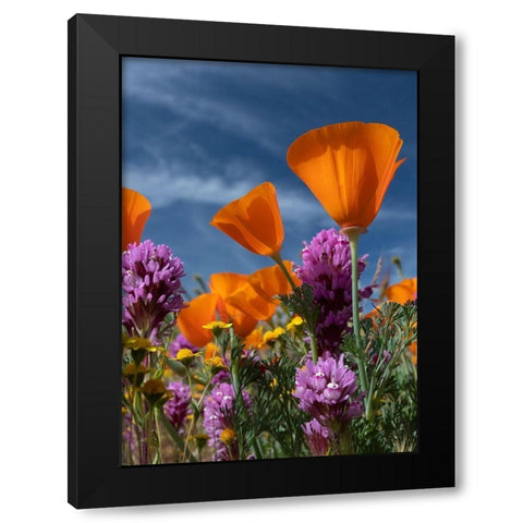California California Poppy-Goldfields-Owls Clover against the sky-Antelope Valley Black Modern Wood Framed Art Print by Zimmerman, Judith
