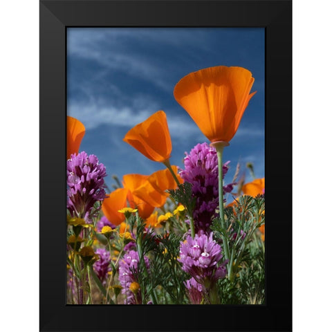 California California Poppy-Goldfields-Owls Clover against the sky-Antelope Valley Black Modern Wood Framed Art Print by Zimmerman, Judith