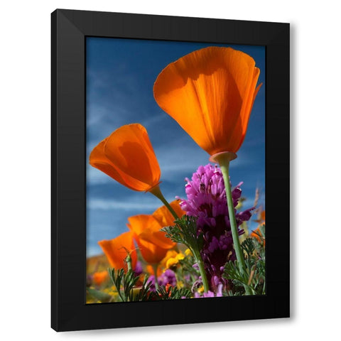 California California Poppy-Goldfields-and Owls Clover-Antelope Valley California Poppy Reserve Black Modern Wood Framed Art Print by Zimmerman, Judith