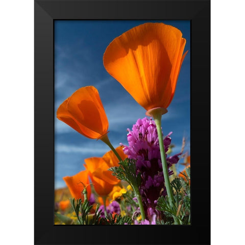California California Poppy-Goldfields-and Owls Clover-Antelope Valley California Poppy Reserve Black Modern Wood Framed Art Print by Zimmerman, Judith