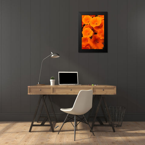 California California Poppy detail-Antelope Valley Black Modern Wood Framed Art Print by Zimmerman, Judith