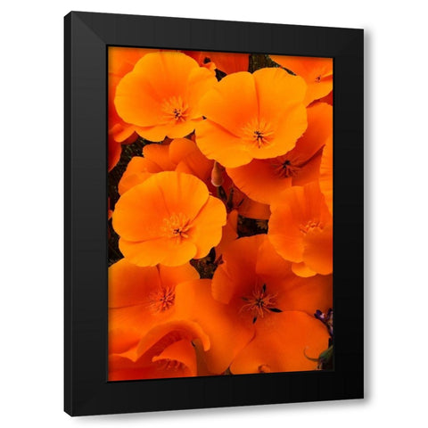 California California Poppy detail-Antelope Valley Black Modern Wood Framed Art Print with Double Matting by Zimmerman, Judith