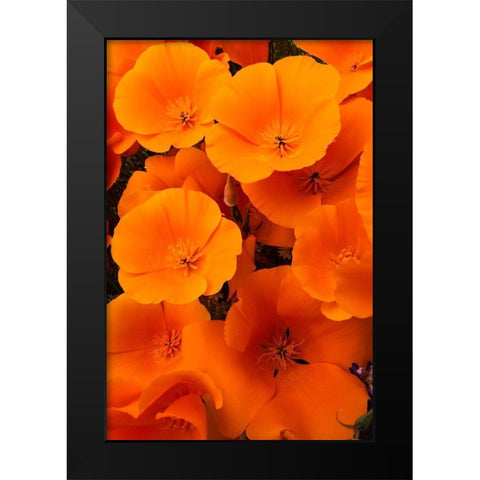 California California Poppy detail-Antelope Valley Black Modern Wood Framed Art Print by Zimmerman, Judith
