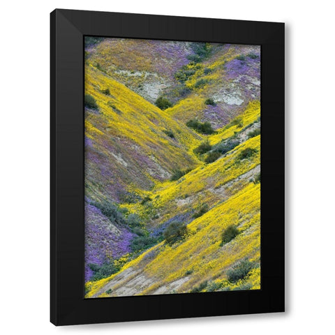 California Common Hillside Daisy and phacelia-Carrizo Plain National Monument Black Modern Wood Framed Art Print with Double Matting by Zimmerman, Judith