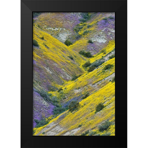 California Common Hillside Daisy and phacelia-Carrizo Plain National Monument Black Modern Wood Framed Art Print by Zimmerman, Judith