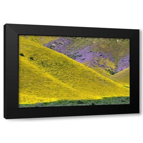 California Common Hillside Daisy and phacelia-Carrizo Plain National Monument Black Modern Wood Framed Art Print with Double Matting by Zimmerman, Judith