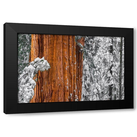 Giant Sequoia in the Congress Grove in winter-Giant Forest-Sequoia National Park-California-USA Black Modern Wood Framed Art Print by Bishop, Russ