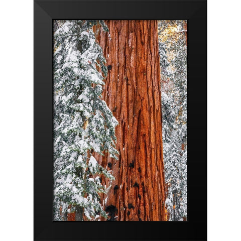 Giant Sequoia in the Congress Grove in winter-Giant Forest-Sequoia National Park-California-USA Black Modern Wood Framed Art Print by Bishop, Russ