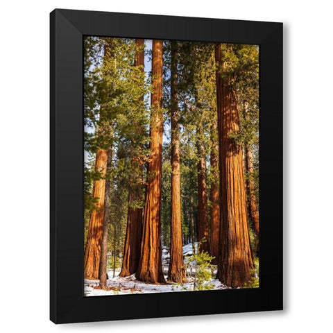 Giant Sequoia in the Mariposa Grove-Yosemite National Park-California-USA Black Modern Wood Framed Art Print by Bishop, Russ