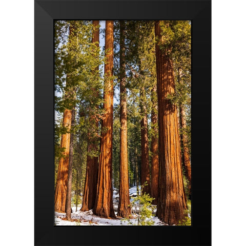 Giant Sequoia in the Mariposa Grove-Yosemite National Park-California-USA Black Modern Wood Framed Art Print by Bishop, Russ