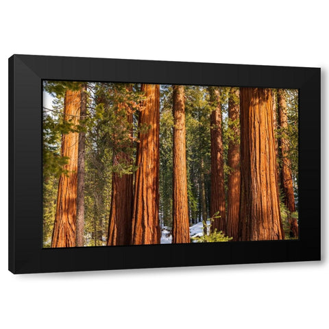 Giant Sequoia in the Mariposa Grove-Yosemite National Park-California-USA Black Modern Wood Framed Art Print with Double Matting by Bishop, Russ