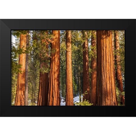 Giant Sequoia in the Mariposa Grove-Yosemite National Park-California-USA Black Modern Wood Framed Art Print by Bishop, Russ