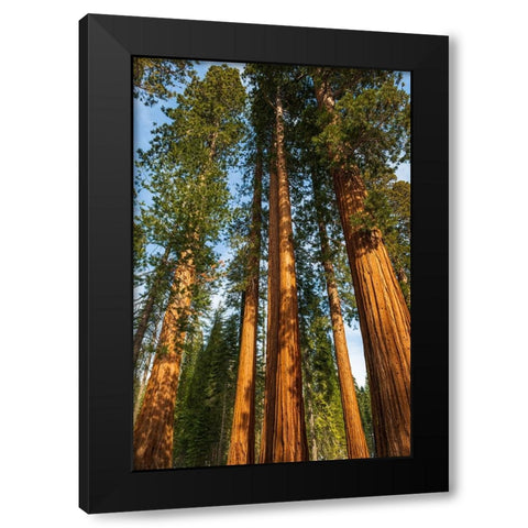 Giant Sequoia in the Mariposa Grove-Yosemite National Park-California-USA Black Modern Wood Framed Art Print with Double Matting by Bishop, Russ