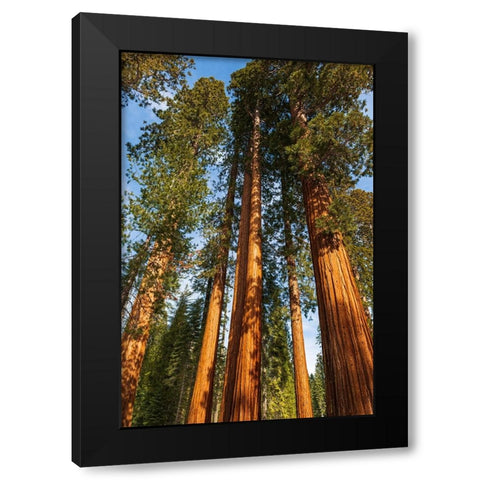 Giant Sequoia in the Mariposa Grove-Yosemite National Park-California-USA Black Modern Wood Framed Art Print by Bishop, Russ