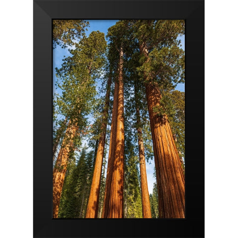 Giant Sequoia in the Mariposa Grove-Yosemite National Park-California-USA Black Modern Wood Framed Art Print by Bishop, Russ