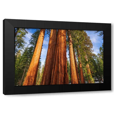 Giant Sequoia in the Mariposa Grove-Yosemite National Park-California-USA Black Modern Wood Framed Art Print by Bishop, Russ