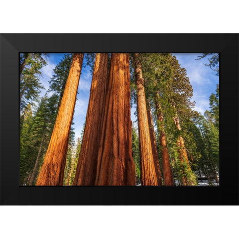Giant Sequoia in the Mariposa Grove-Yosemite National Park-California-USA Black Modern Wood Framed Art Print by Bishop, Russ