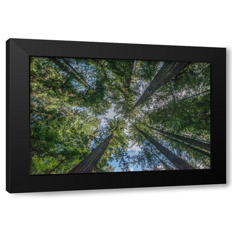 California-Humboldt Redwoods State Park-Bernard Willet and Mary Willet Grove-Coast Redwood Trees Black Modern Wood Framed Art Print by Tilley, Rob