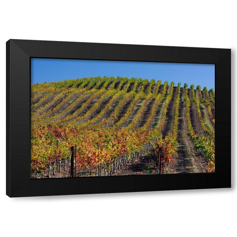California-Sonoma wine country with rows of grapes during Autumn Black Modern Wood Framed Art Print by Gulin, Sylvia