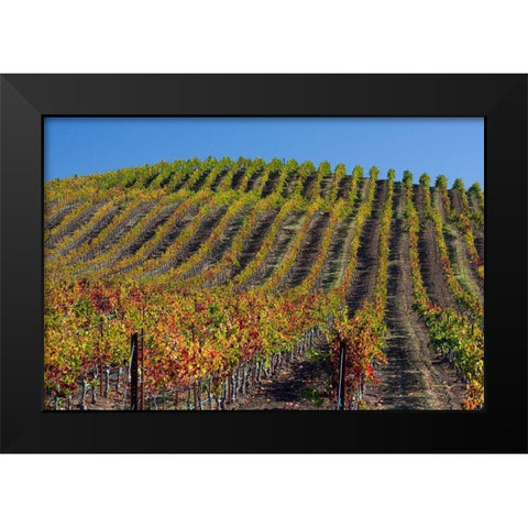 California-Sonoma wine country with rows of grapes during Autumn Black Modern Wood Framed Art Print by Gulin, Sylvia
