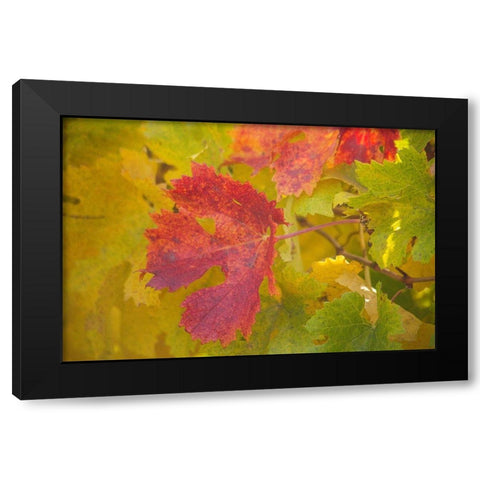 Sonoma-California fall colors on grape leaves Black Modern Wood Framed Art Print by Gulin, Sylvia