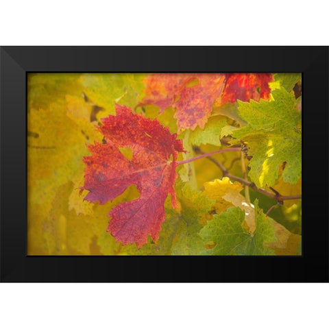 Sonoma-California fall colors on grape leaves Black Modern Wood Framed Art Print by Gulin, Sylvia
