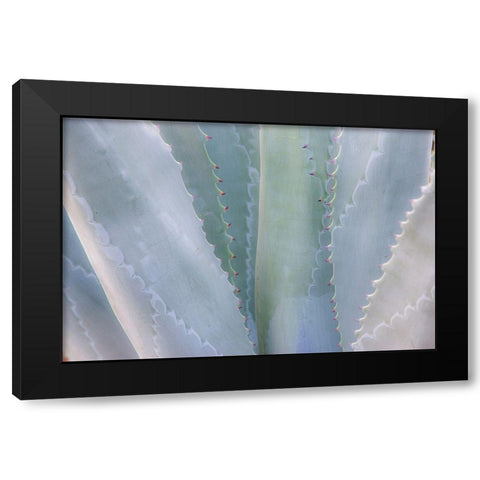 California-San Francisco-Golden Gate Park and the Conservatory of Flowers with grey toned cactus Black Modern Wood Framed Art Print with Double Matting by Gulin, Sylvia