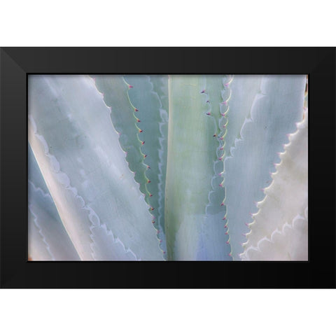 California-San Francisco-Golden Gate Park and the Conservatory of Flowers with grey toned cactus Black Modern Wood Framed Art Print by Gulin, Sylvia