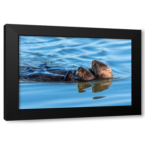 A juvenile and mother sea otter float together serenely in Moss Landing Harbor-California Black Modern Wood Framed Art Print by Haddad, Sheila