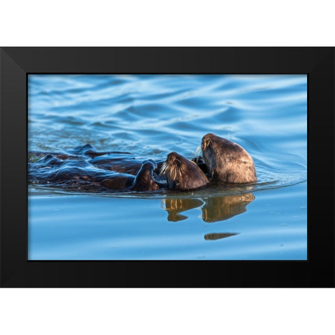 A juvenile and mother sea otter float together serenely in Moss Landing Harbor-California Black Modern Wood Framed Art Print by Haddad, Sheila