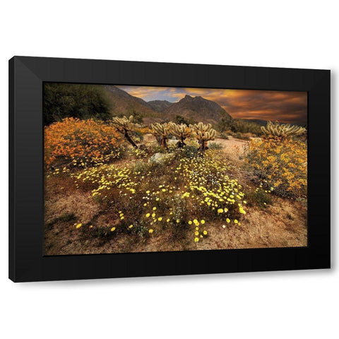Desert wildflower bloom at Anza Borrego Park in California Black Modern Wood Framed Art Print with Double Matting by SMO