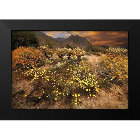 Desert wildflower bloom at Anza Borrego Park in California Black Modern Wood Framed Art Print by SMO