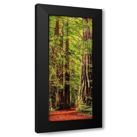 Vertical panoramic of giant Redwood trees in Redwood National Park-California Black Modern Wood Framed Art Print with Double Matting by SMO