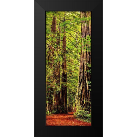 Vertical panoramic of giant Redwood trees in Redwood National Park-California Black Modern Wood Framed Art Print by SMO