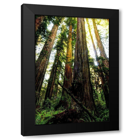 The tallest trees in the world in Redwood National Park in California Black Modern Wood Framed Art Print by SMO