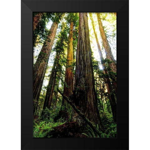 The tallest trees in the world in Redwood National Park in California Black Modern Wood Framed Art Print by SMO