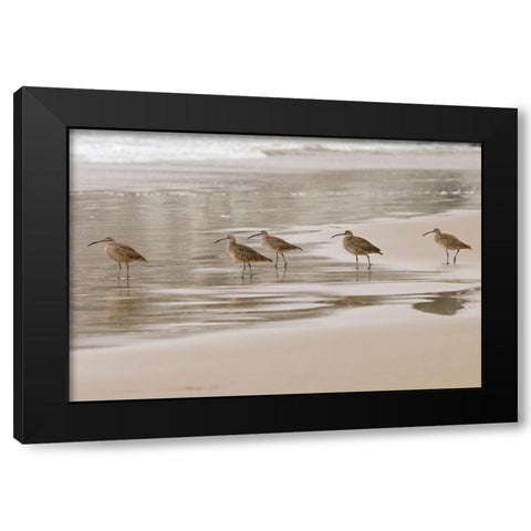 USA CA Pismo Beach Whimbrels Black Modern Wood Framed Art Print by Drury, Trish