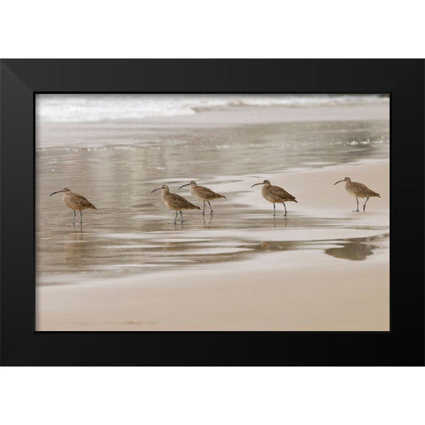 USA CA Pismo Beach Whimbrels Black Modern Wood Framed Art Print by Drury, Trish
