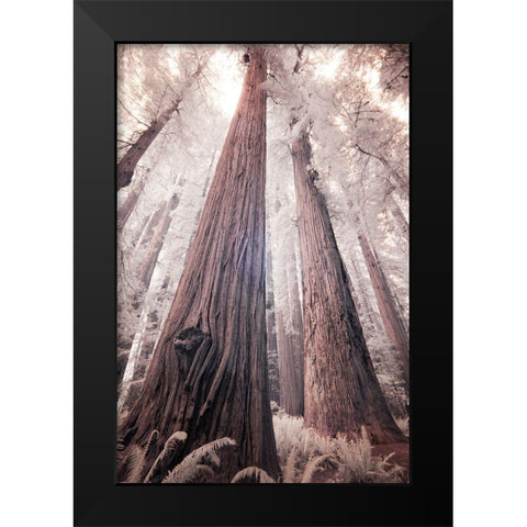 California Redwood National Park-infrared of Redwood forest Black Modern Wood Framed Art Print by Eggers, Terry