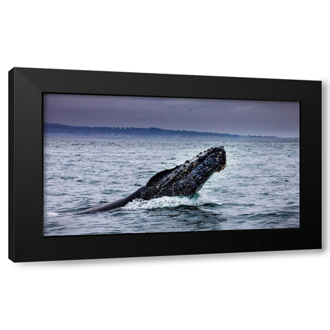 Humpback Whale breaching Monterey Bay-California-USA Black Modern Wood Framed Art Print by Norring, Tom