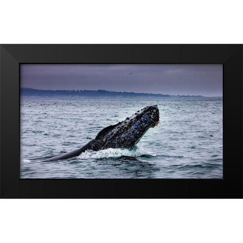 Humpback Whale breaching Monterey Bay-California-USA Black Modern Wood Framed Art Print by Norring, Tom